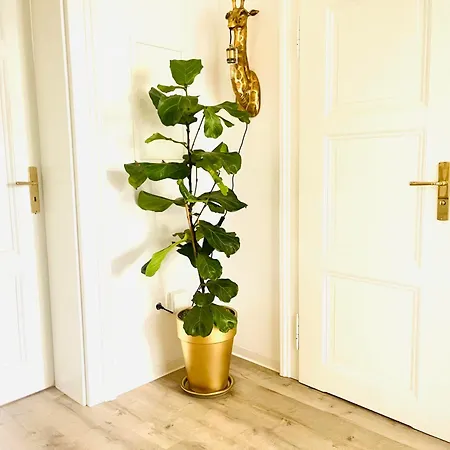 Filmap-apartments-zentrale Lage-boxspringbett-beamer-popcorn-gratis Parkplatz Апартаменты